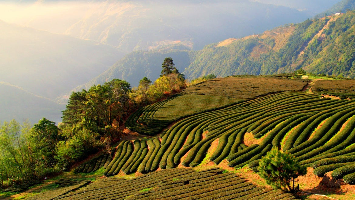 Sunlit mountain tea plantation with neatly terraced rows of tea plants