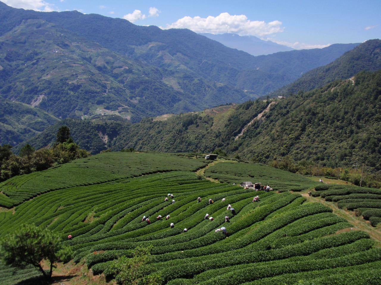 Tea workers harvesting leaves in a high-mountain tea plantation in Taiwan