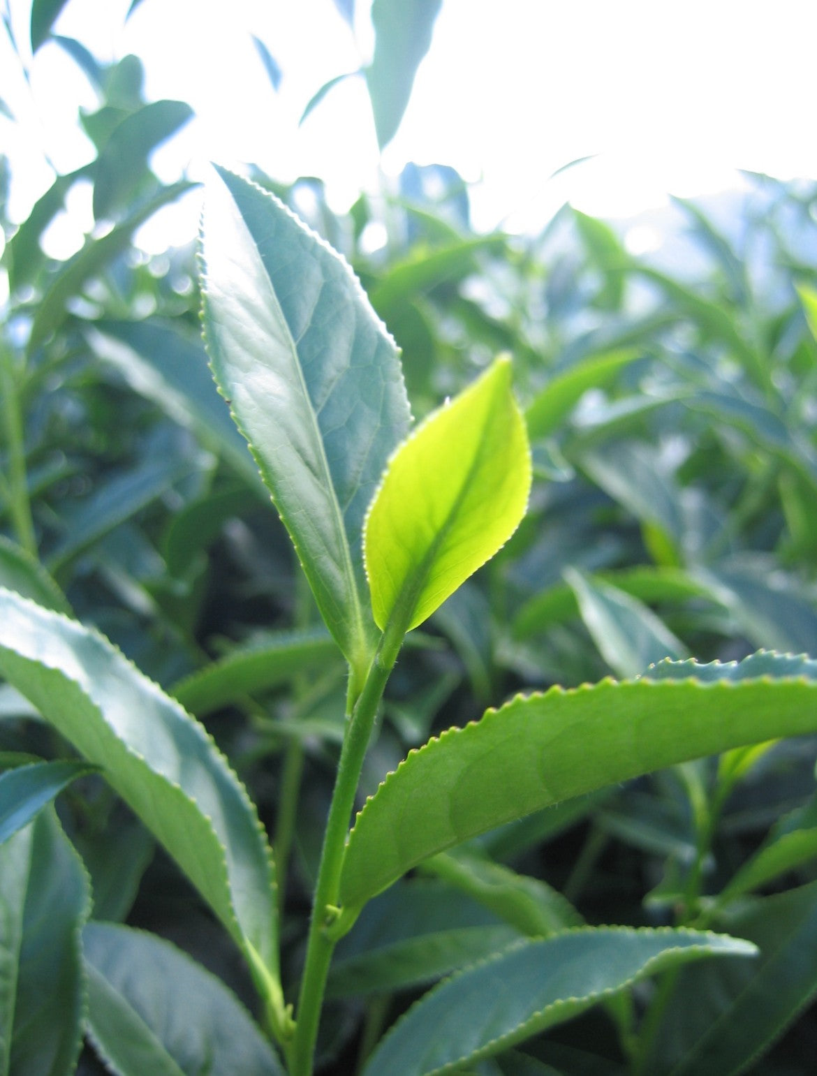 Young tea leaf in a Taiwanese plantation, highlighted by natural light
