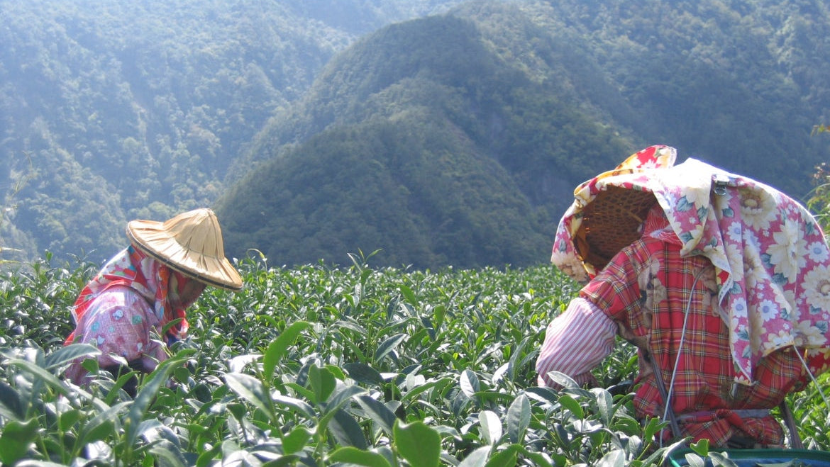 Tea farmers picking leaves in a mountain tea plantation in Taiwan