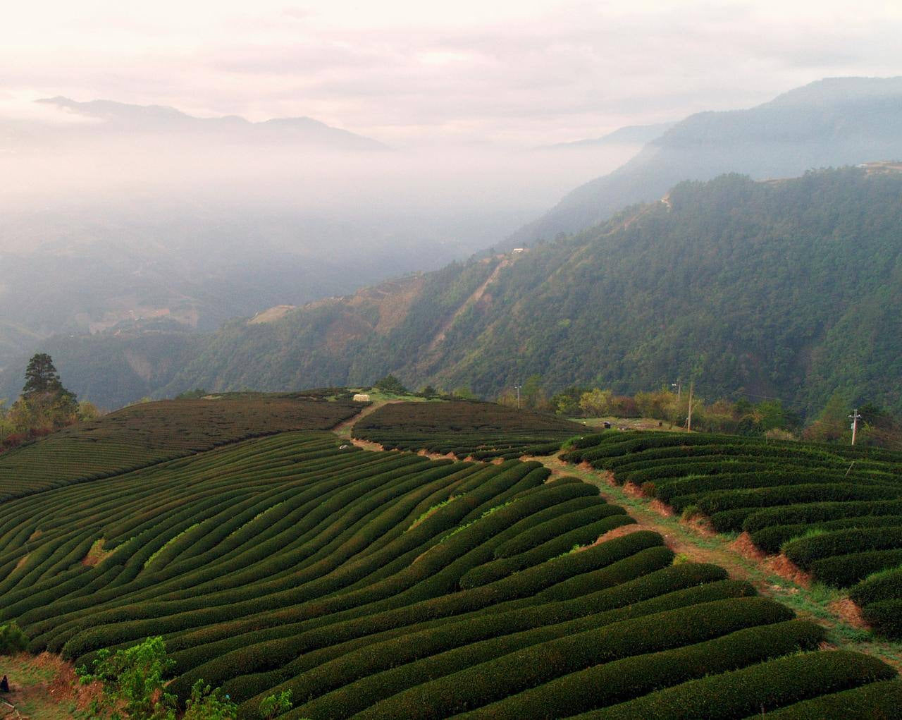 Mountain tea plantation with neatly arranged rows of tea plants in a misty landscape