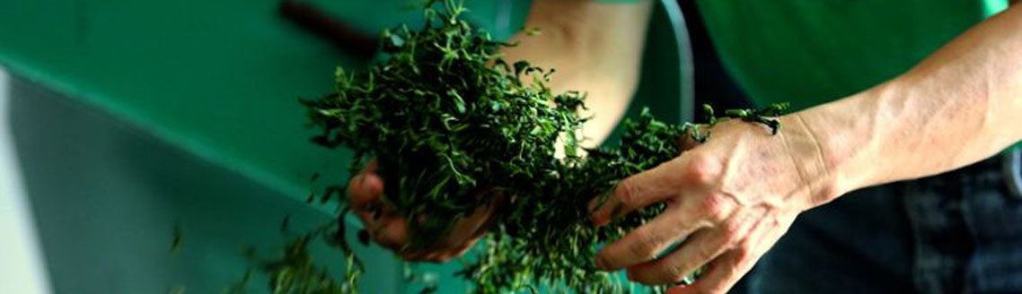 Hands holding freshly processed tea leaves, capturing craftsmanship and care