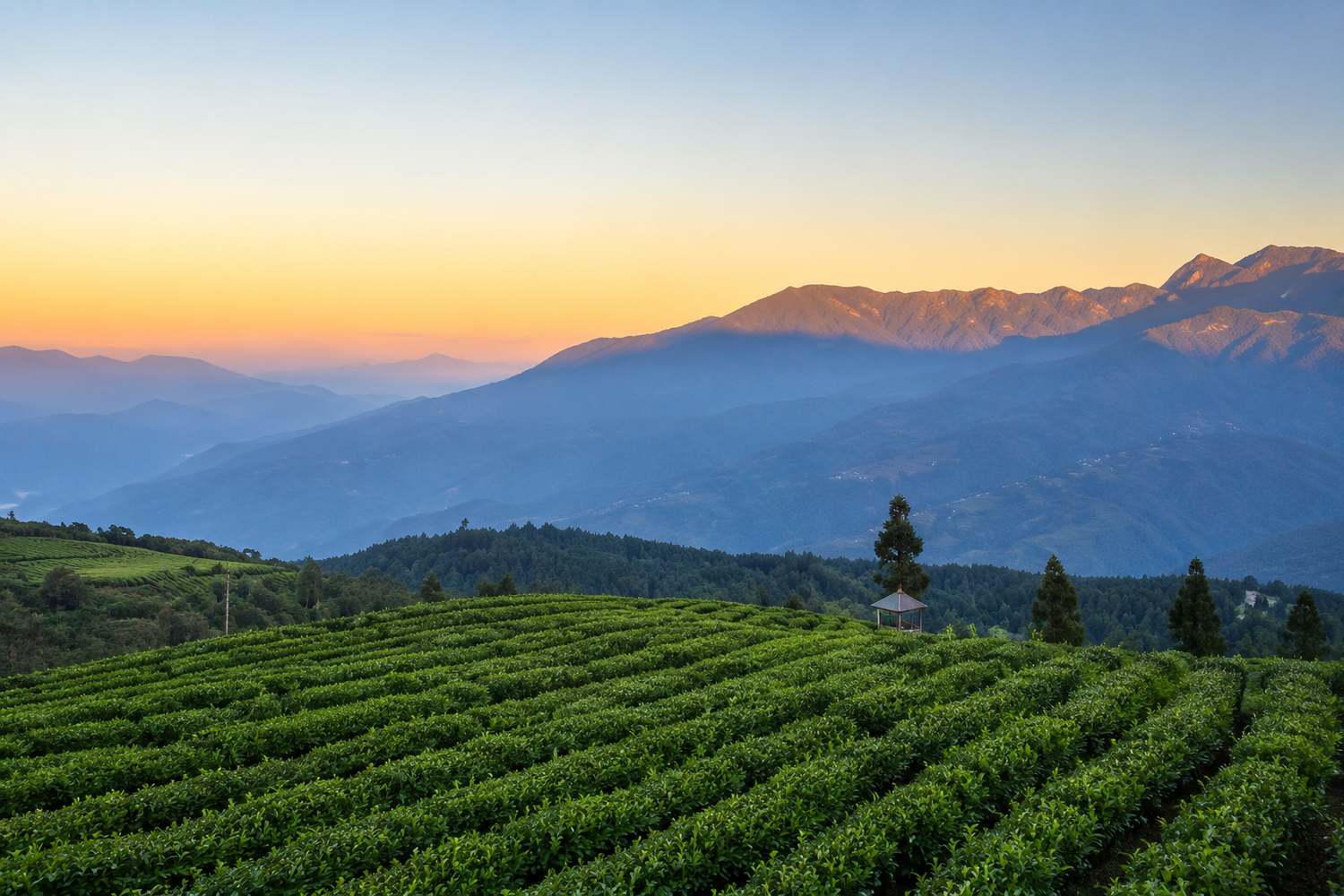 Tea gardens in Dong Ding, Nantou County, birthplace of Taiwan's famous Dong Ding Oolong tea.