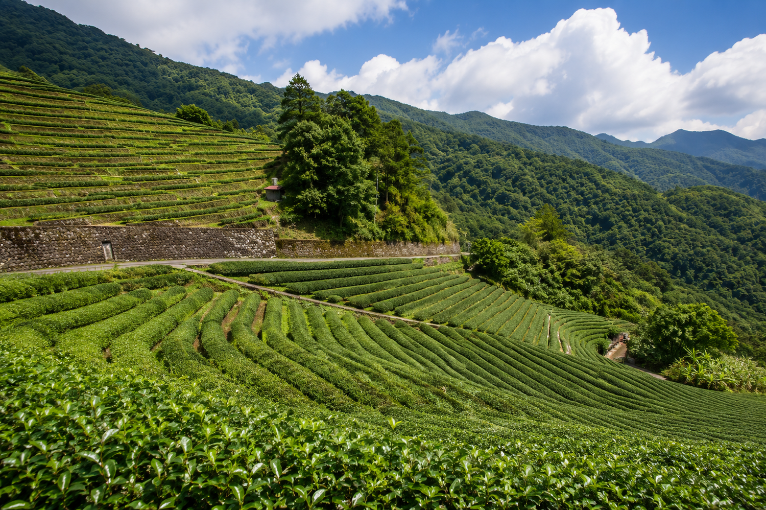 High-mountain tea plantations in Lishan, Taiwan, surrounded by forested peaks and pristine mountain landscapes.