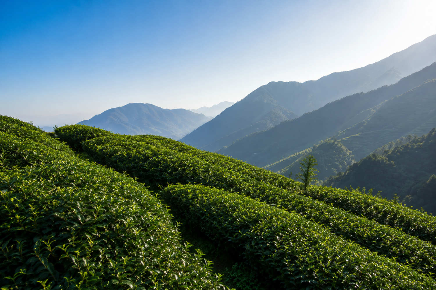 Tea bushes overlooking the dramatic mountain valleys of Lishan, home to some of Taiwan's highest tea plantations.